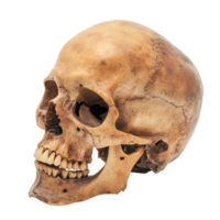 Human skull isolated on a transparent background showcasing intricate details and textures in a natural state, A Human Skull Isolated on a transparent background png