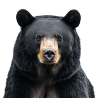 Black American bear displaying its distinctive features against a plain transparent background, Black American Bear on transparent background png