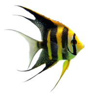 Elegant angelfish swimming gracefully on a pristine transparent background in a serene aquatic environment, Angelfish Isolated on transparent background png