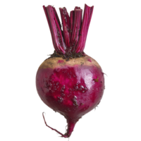 Fresh and vibrant beetroot isolated on a clean transparent background, showcasing its rich color and unique shape, Beetrootisolated on transparent background png