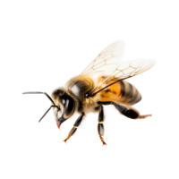A close-up of a bee resting on a transparent background showcasing its intricate details and vibrant colors, bee on a transparent background abelha, transparent background. png