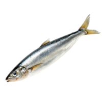Baltic herring fish isolated on a transparent background showcasing its silver scales and distinct features, Baltic herring fishisolated on transparent background Fresh fish object png