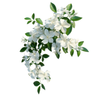 Beautiful isolated jasmine flower bush with fresh blooms and vibrant green leaves, a bush of jasmine flowers, file of isolated object with shadow on transparent background png