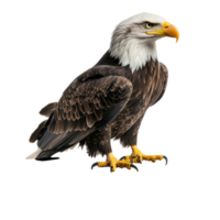 A majestic bald eagle perched atop a book against a plain transparent background, bald eagle sitting on top a book, transparent background. png