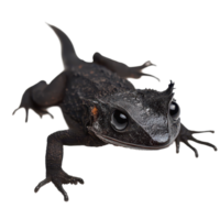 Black Galingale amphibian captured on a clean transparent background highlighting its unique texture and features, Black Galingale isolated on transparent background png