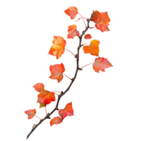 A vibrant autumnal branch with orange and red leaves isolated on a clean transparent background, Autumnal branch isolated on transparent background png