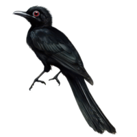Black galingale perched gracefully on a branch against a clean transparent background, showcasing its striking features, Black galingale on transparent background png
