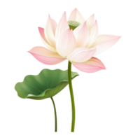 en skön enda lotus blomma med vibrerande kronblad och en grön blad isolerat på en rena transparent bakgrund, skön lotussingle lotus blomma isolerade på transparent bakgrund png