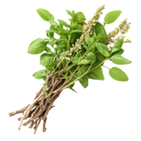 Fresh Tiliacora triandra herb displayed with green leaves and flowering stems on a surface, Baiyanang Thai name Tiliacora triandra Thai herb full depth of field on transparent background png
