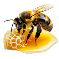 A bee collecting sweet honey from its hive on a transparent background, bee and its honey, isolated, isolated on transparent background png