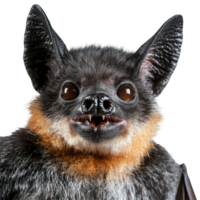 The focus is on a bat's face, highlighting its unique features, textures, and colors, bat face shot isolated on transparent background png