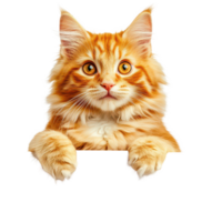 An adorable red cat curiously peeks over a blank card against a bright transparent background, Adorable red cat with empty card on transparent background png