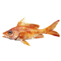 Detailed view of a bar fish isolated on a transparent background, showcasing its vibrant colors and unique features, Bar Fish Isolated on transparent background png