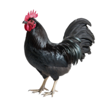 Black rooster standing proudly on a transparent background showcasing its glossy plumage and vibrant comb, Black Rooster Isolated on transparent background png