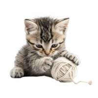 Curious kitten playfully interacts with a ball of yarn on a bright transparent background, a kitten playing with a ball yarn, transparent background png