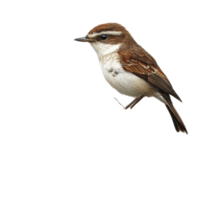 A solitary bird perched on a nest atop an old tree branch in a serene, isolated location, A bird in a nest on an old tree branch on aisolated on transparent background png