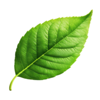 Fresh green leaf isolated on a transparent background showcasing intricate vein patterns, A green leaves isolated on a transparent or isolated on transparent background png