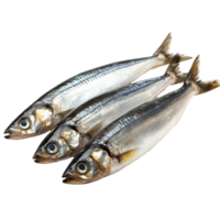 Fresh Baltic herring fish arranged neatly on a transparent background for culinary presentation and marketing, Baltic herring fishisolated on transparent background Fresh fish object png