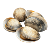 Asari clams isolated on a transparent background showcasing their unique textures and colors, Asari clams isolated on transparent background png