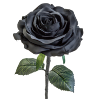 Black rose with elegant petals and leaves isolated on a crisp transparent background for a striking visual impact, Black rose isolated on transparent background Black color rose flower bundle png
