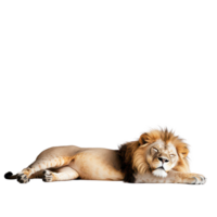 A majestic lion resting peacefully on a smooth transparent background in a calm and serene setting, a lion laying down on a transparent background transparent background png