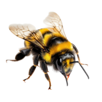 A detailed close-up of a bee resting on a transparent background, showcasing its unique features and characteristics, bee on a transparent background abelha, transparent background. png