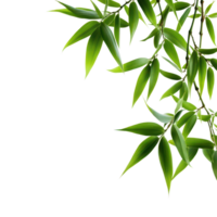 Fresh bamboo leaves elegantly arranged against a clean transparent background showcasing nature's beauty and simplicity, bamboo leaves isolated on transparent backgroundbackground png