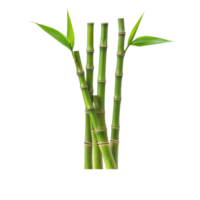 Fresh bamboo shoots displayed on a plate isolated against a clean transparent background for culinary presentation, Bamboo shoot in a plateisolated on transparent background png