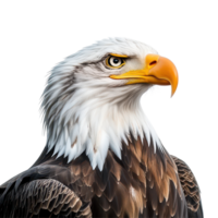 American Bald Eagle profile against a transparent background showcasing its majestic features and striking gaze, American Bald Eagle on transparent background png