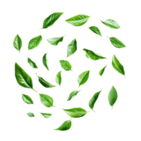 Abstract swirling motion of green leaves isolated on transparent background creating a tranquil and fresh ambiance, abstract green leaves swirling motion isolated transparent background png