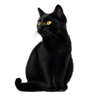 A sleek black cat sits gracefully against a bright transparent background, showcasing its striking features and yellow eyes, black cat sitisolated transparent background png