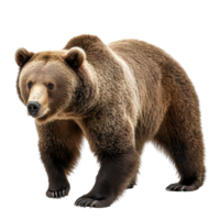A detailed view of a bear standing on a transparent background, showcasing its distinctive fur and posture, Bear on transparent background png