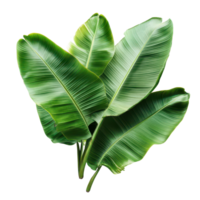 Fresh banana leaves beautifully arranged on a transparent background showcasing their vibrant green color and texture, Banana Leaves isolated on transparent background png