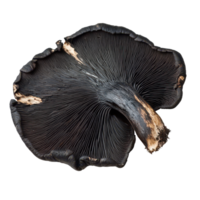 Black Galingale laid out against a crisp transparent background highlighting its unique texture and form, Black Galingale isolated on transparent background png