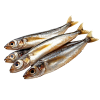 Freshly caught anchovy arranged neatly on a transparent background showcasing its shimmering body and distinct features, Anchovy isolated on transparent background png