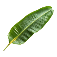Large banana leaf isolated against a clean transparent background showcasing its vibrant green color and natural texture, Banana Leafisolated on transparent background png