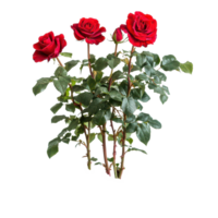 Beautiful red rose bush thriving in fertile soil, showcasing vibrant blooms and lush green foliage, a red rose bush grows in the ground, file of isolated object on transparent background png