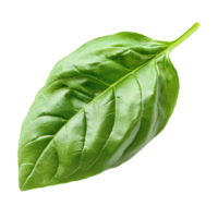 Fresh basil leaf isolated on transparent background showcasing its vibrant green color and textured surface, basil leaf isolated on transparent background png