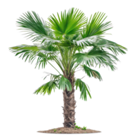 Isolated Asian Palmyra palm tree showcasing lush green fronds against a transparent background for botanical study, Asian Palmyra palm isolated on transparent background png