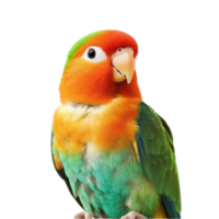 A colorful bird perched on a transparent background showcasing vibrant feathers and distinct facial features, bird on transparent background png