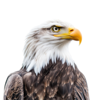 An American Bald Eagle poses proudly against a transparent background, showcasing its stunning features and plumage, American Bald Eagle on transparent background png