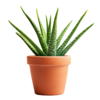 Aloe Vera plant in a terracotta pot with green leaves on a transparent background, Aloe Vera plant in terracotta pot 3isolated on transparent background png