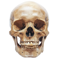 A detailed human skull isolated against a transparent background showcasing its features and structure, A Human Skull Isolated on a transparent background png