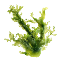 Algae isolated on a transparent background showcasing its vibrant green structure and textures, Algaeisolated on transparent background Algae png