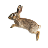 A brown rabbit gracefully jumping midair against a clean transparent background showcasing its agility, A brown rabbit mid-air jump, transparent background. png