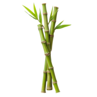 Fresh bamboo shoots displayed isolated against a clean transparent background for culinary and decorative uses, Bamboo shoot isolated on transparent background png