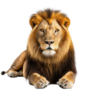 A majestic lion resting peacefully on a transparent background in a serene and calm setting, a lion laying down on a transparent background transparent background png