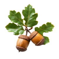 An acorn branch with two nuts and vibrant oak leaves isolated on a transparent background, Acorn branch isolated oak leaf plant nut tree, transparent background. png