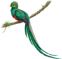 Majestic Resplendent Quetzal Captivates with Brilliant Color Display. . png