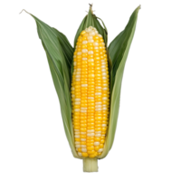 Fresh yellow corn on the cob with green leaves, transparent background png